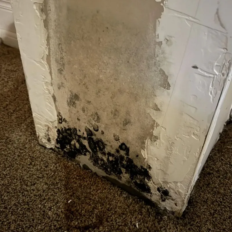 Professional Mold Removal in Penrose, CO